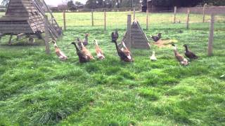 Walby Farm Park's Indian Runner Ducks