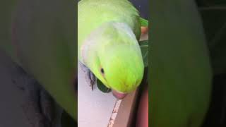 Scary Boy #cockatoos #parrot #talkingparrot #africanringneck #ringneckparrot #parrottalking #shorts