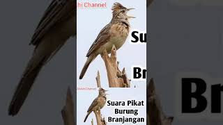 Suara Pikat Burung Branjangan