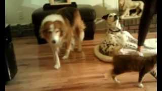 Little Bobtail Kitten is a Very High Jumper! With LeeLoo the Guilty Dog and Sunsi