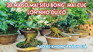 05/03.(Đã hết)  Lô Mai Siêu Bông Bình Lợi, Sài Gòn, Cúc Cẩm Thạch, Bạch Mai Giá Rẻ. Trang 0359910781