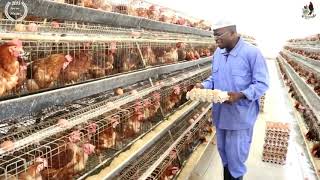 INVESTING IN AGRICULTURE AS A BUSINESS? How to start a Poultry Business - East Africa example