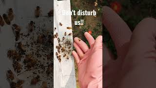 Disturbing Honey Bees