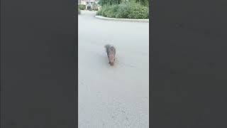 PORCUPINE IN ISLAMABAD|