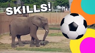 Elephant Might Be New FIFA Star