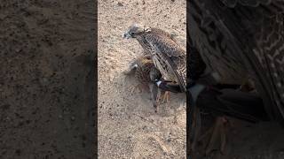 bird Falcon attack| catch duck | Eat duck #falcon #birds #shorts #ytshorts