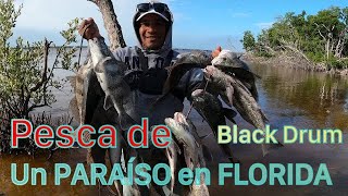 Pesca de blak drum