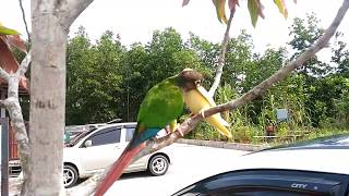 African lovebird free fly training