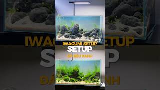 Iwagumi Setup - Hồ Thuỷ Sinh để bàn với bố cục Đá Iwagumi.