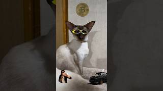 #bitcoin #money #kripto #katze