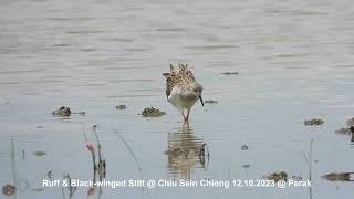 Ruff & Black winged Stilt @ Chiu S C DSCN5783