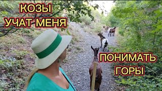 #КОЗЫ УЧАТ МЕНЯ ПОНИМАТЬ #ГОРЫ  #Сукко