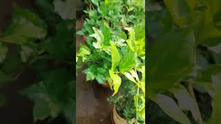 Flowers bring joy 🤍🤍 #pottedplants #terracegarden #jasmine