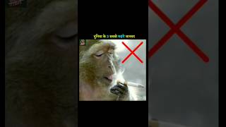 OMG! fact about green monkey highest price #shortvideo #short