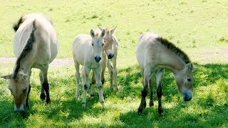 Asian Wild Horses at Minnesota Zoo