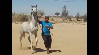 O cavalo Árabe Arabian Horse