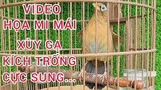 VIDEO HỌA MI MÁI XÙY GẠ KÍCH TRỐNG HÓT CĂNG LỬA | TIẾNG HỌA MI MÁI XÙY KÍCH TRỐNG MỞ MỎ HÓT HAY