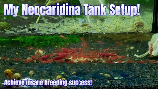 Neocaridina Tank Setup Guide for Breeding Success!