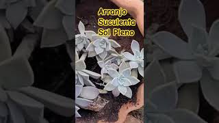 Suculenta de sol pleno Graptopetalum Paraguaiense #suculentasdacreusa #shortvideo #plantas #sol