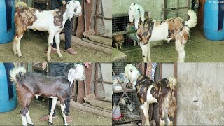 Ek se Badkar Ek Extreme Quality Gujri Male Goats Available At #PathanFarmHouse...😉