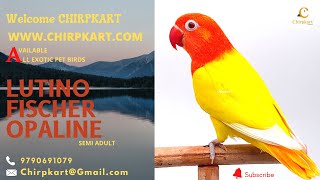 LUTINO FISCHER OPALINE || AFRICAN LOVE BIRDS || LOVE BIRDS || SEMIADULT || CHIRPKART || COIMBATORE