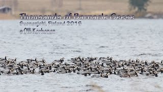 Thousands of Migrating Arctic Barnacle Geese - Milliers de Bernaches nonnettes arctiques migrantes