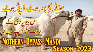 Nothern Bypass Mandi | Latest Update | Bakra Eid Season 2023  | Shokeene lover