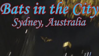 Bats in the City - Sydney, Australia