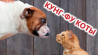 Приколы с котами! КУНГ-ФУ - КОТЫ!!! Смешные коты С ОЗВУЧКОЙ! Самые смешные животные!