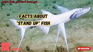 Interesting Facts about "Stand Up" Fish, Unique facts you don't know yet…