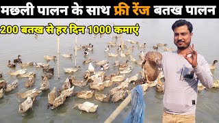 मछली के साथ फ्री रेंज बतख पालन 200 बतख से 1000 रोज कामाएं #uniquefarmingideas