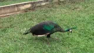 Pavo muticus imperator colorful females