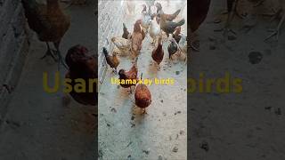 Usama kay birds 54 #henhouse #pakistanvlogs #indianvlogs#bangladeshvlog