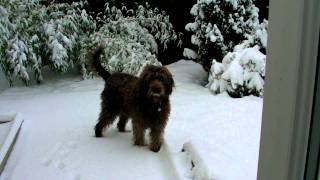 Button in the snow