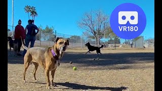 Rescue Dog Sophie visits the dog park! VR180 3D 5.7k