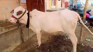 GULABI BACHRI 2025 KE LIYE I BEAUTIFUL COW ❤️ MAASHALLAH ❤️