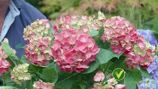 Caring for Hydrangeas