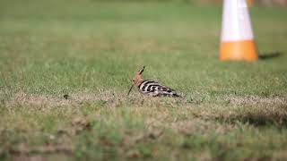 Hoopoe, IBM, Warwick 30th October 2021