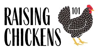 Raising Chickens 101