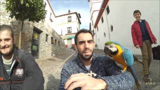 Youdrim - Conocer a una guacamaya en Granada