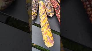 Glass Gem Corn