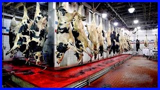 Amazing Beef Processing Line Beef and Chicken Processing Factory | American Agriculture