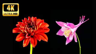 Mind-Blowing Time-lapse of Blooming Flowers || Flowers Blooming Before Your Eyes || Relaxing Video