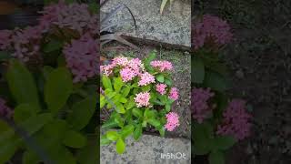 Hybrid Pink Ixora flowers at terrace garden | Perennial  Low care plant | Needs sunlight #shorts