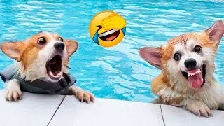 Paws and Claws Comedy: Hilarious Dogs and Cats Part 2!" #cat #shorts