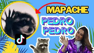 ¡PEDRO PEDRO para NIÑOS!🙌🏼🐼🌈 | Yo Soy Jackie | Pedro Pedro Mapache