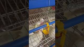 Unang itlog ng alagang manok