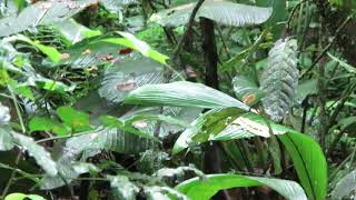 El Ocelote o Manigordo | Leopardus pardalis