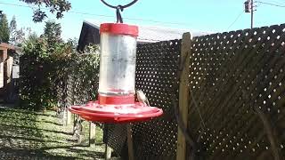 Hummingbird Visits Jan 29 morning Tommy Gill Music