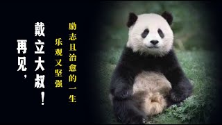 熊猫滚滚知多少16｜再见，戴立大叔！ 乐观又坚强，励志且治愈的一生